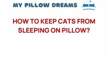 Clever Strategies to Keep Cats from Sleeping on Your Pillow