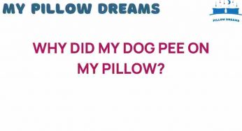 Unraveling the Mystery: Why Did My Dog Pee on My Pillow?