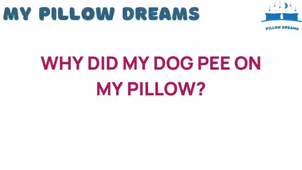 why-did-my-dog-pee-on-my-pillow