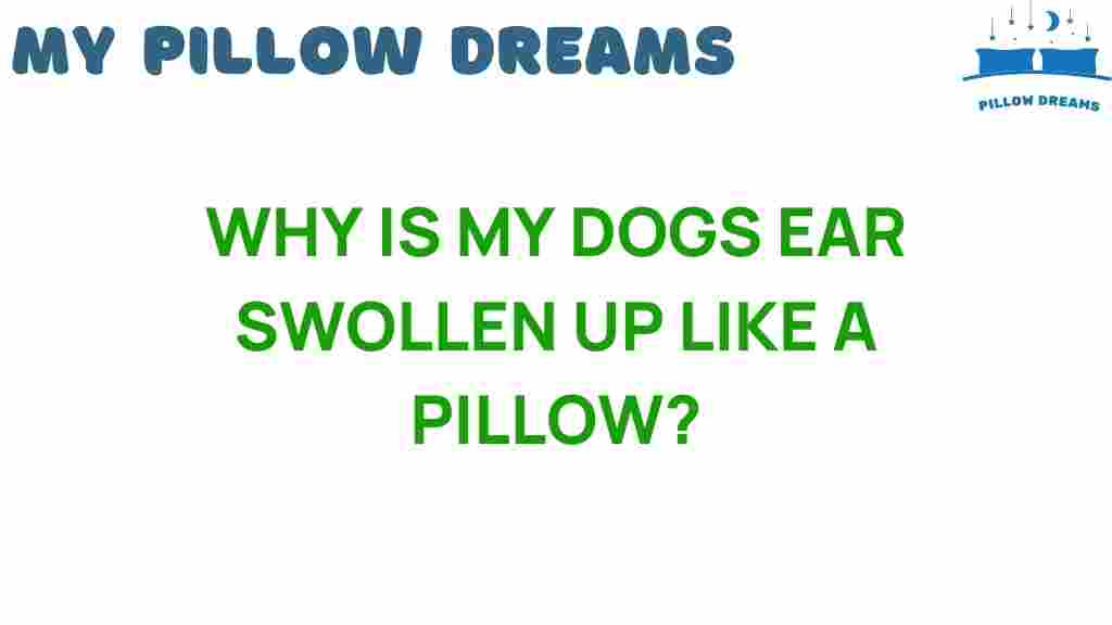 dog-ear-swollen-like-pillow